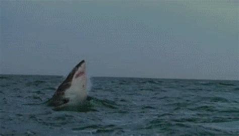 spiel shark jump